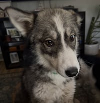 Raya AKA Baby Wolf lol - Photo 6