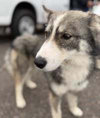 Raya AKA Baby Wolf lol - Photo 7
