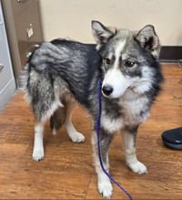 Raya AKA Baby Wolf lol - Photo 8