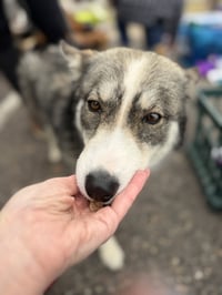 Raya AKA Baby Wolf lol - Photo 9
