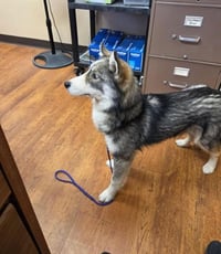 Raya AKA Baby Wolf lol - Photo 10