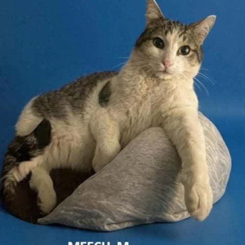 MEECH - Domestic Short Hair for adoption in Lakewood