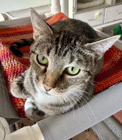 MADONNA - Domestic Short Hair available for adoption