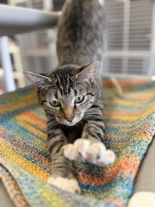 MADONNA - Domestic Short Hair available for adoption
