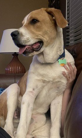 HECTOR COURTESY LISTING - Saint Bernard available for adoption