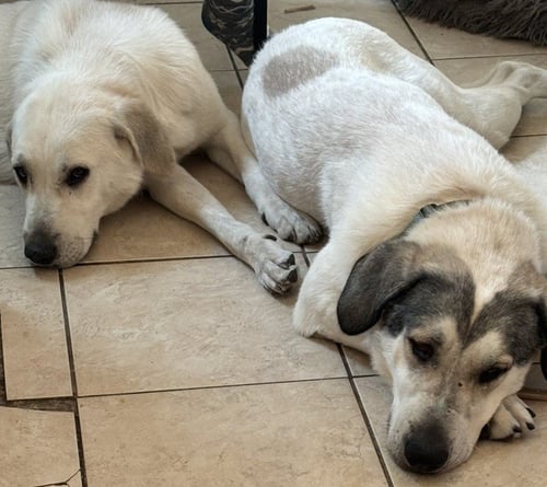 JETHRO & ELLY MAY BONDED COURTESY LISTING - Great Pyrenees / Anatolian Shepherd available for adoption