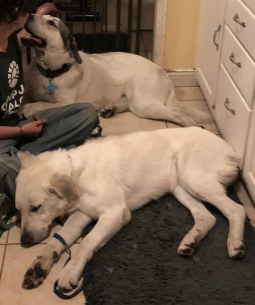 JETHRO & ELLY MAY BONDED COURTESY LISTING - Great Pyrenees / Anatolian Shepherd available for adoption