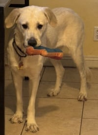 Jethro & Elly May Bonded Courtesy Listing - Photo 4