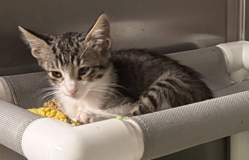 ERIC - Domestic Short Hair available for adoption