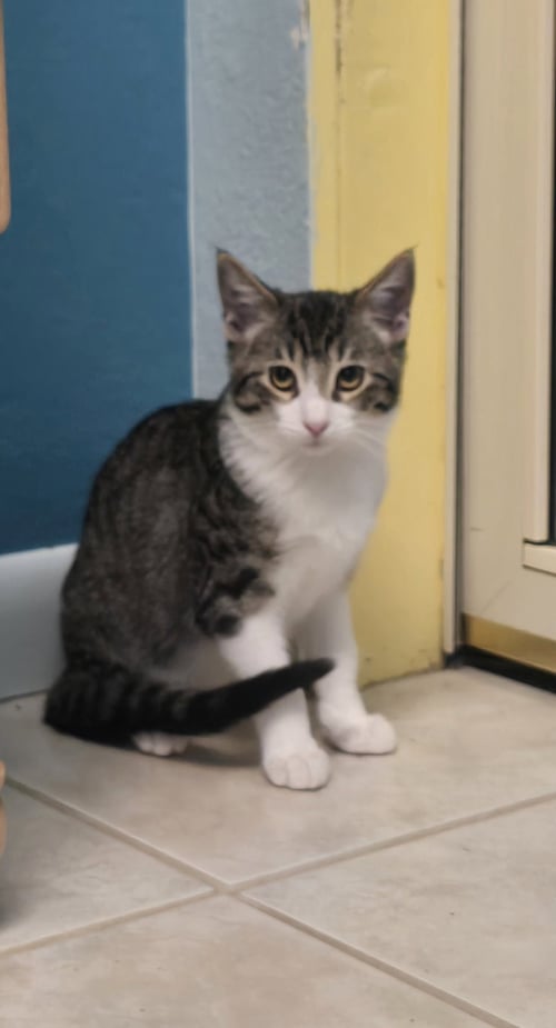 ERIC - Domestic Short Hair available for adoption