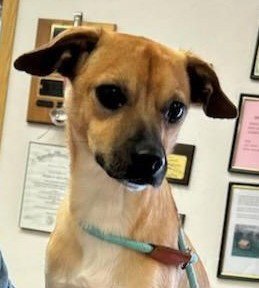 BOBBY - Chihuahua available for adoption