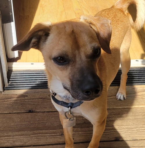 BOBBY - Chihuahua available for adoption