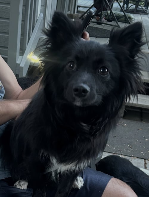 MAVIS AKA MAEMAE - Schipperke / Pomeranian available for adoption