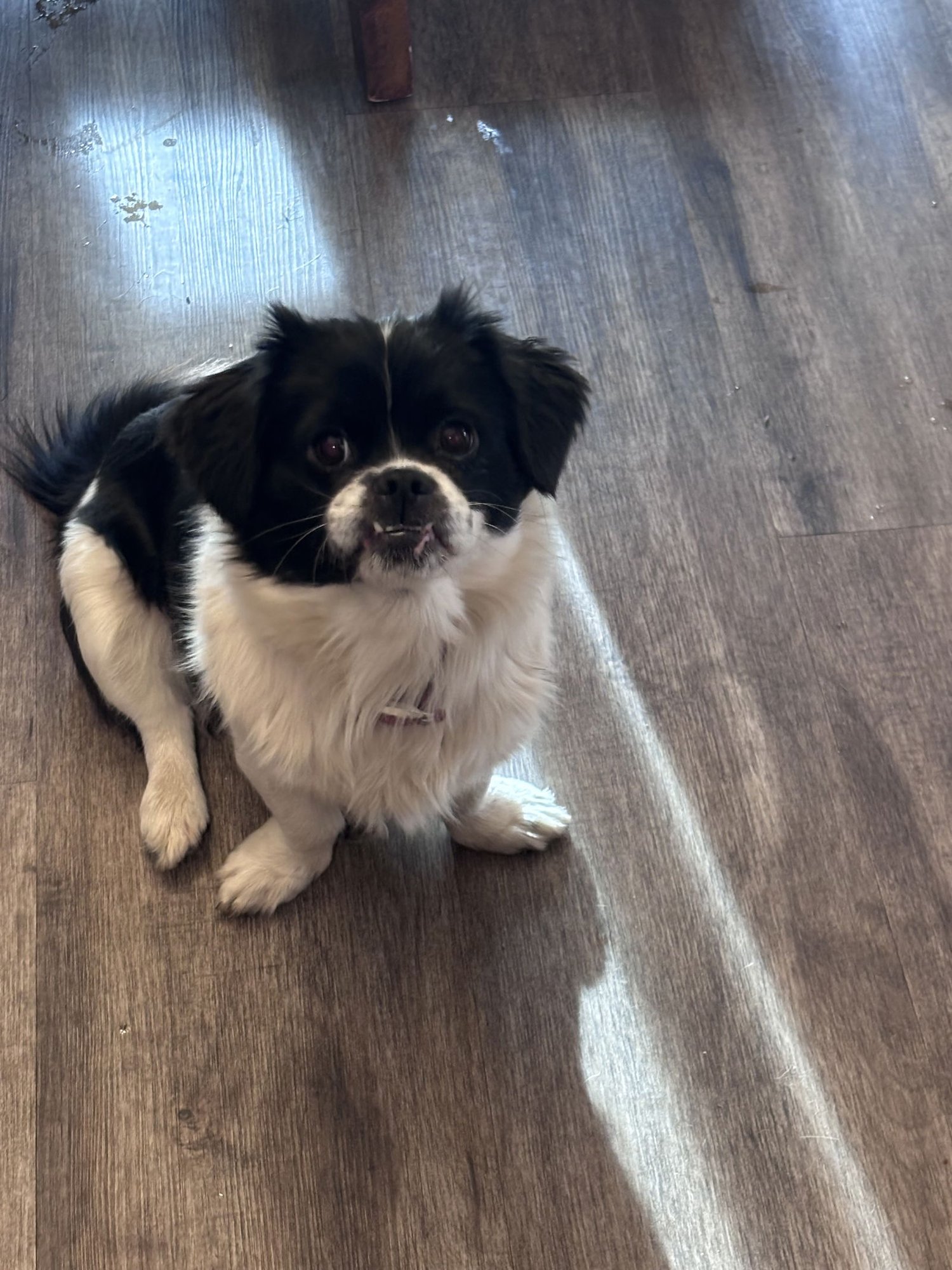 LILO - Shih Tzu available for adoption