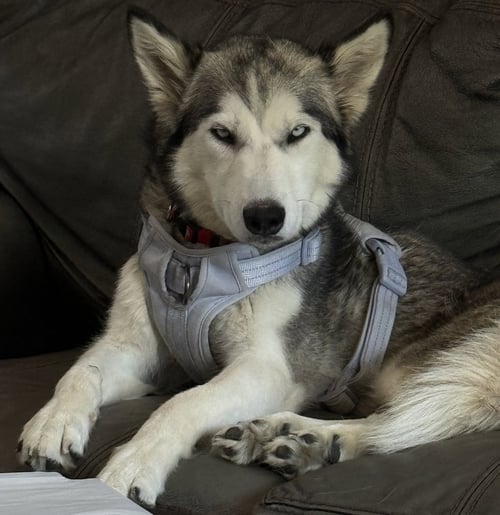 BETHEL - FOSTER OR FOREVER HOME NEEDED - Husky available for adoption