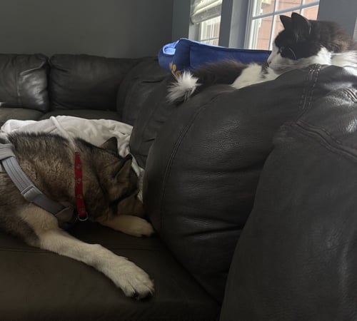 BETHEL - FOSTER OR FOREVER HOME NEEDED - Husky available for adoption