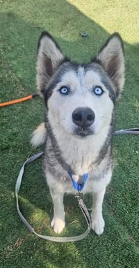 Bethel - Foster or Forever Home Needed - Photo 4