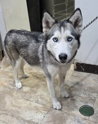 Bethel - Foster or Forever Home Needed - Photo 5