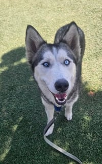 Bethel - Foster or Forever Home Needed - Photo 6