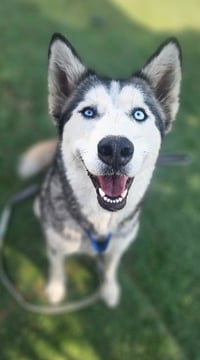 Bethel - Foster or Forever Home Needed - Photo 7