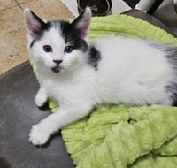 Pepper - Photo 1