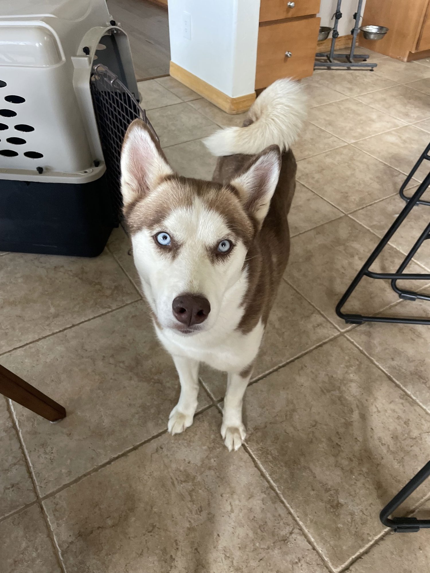 AUTUMN COURTESY LISTING - Husky available for adoption