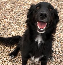 MILLIE COURTESY LISTING - Collie available for adoption