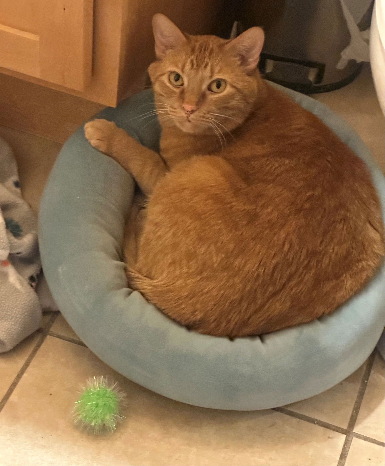 MOMO - Domestic Short Hair for adoption in Boulder