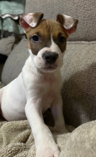 Elliott Image