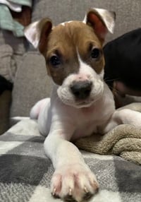 Elliott - Photo 2
