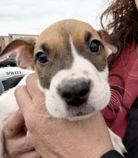 Elliott - Photo 4