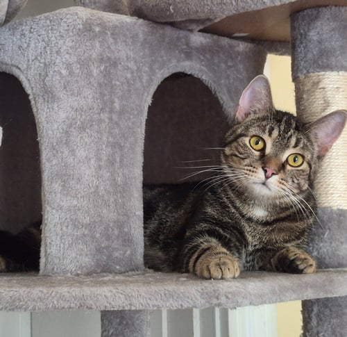 MCFLY (BC) - Domestic Short Hair available for adoption