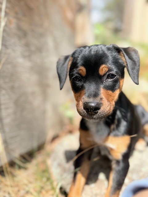 MADISON - Australian Cattle Dog/Blue Heeler available for adoption
