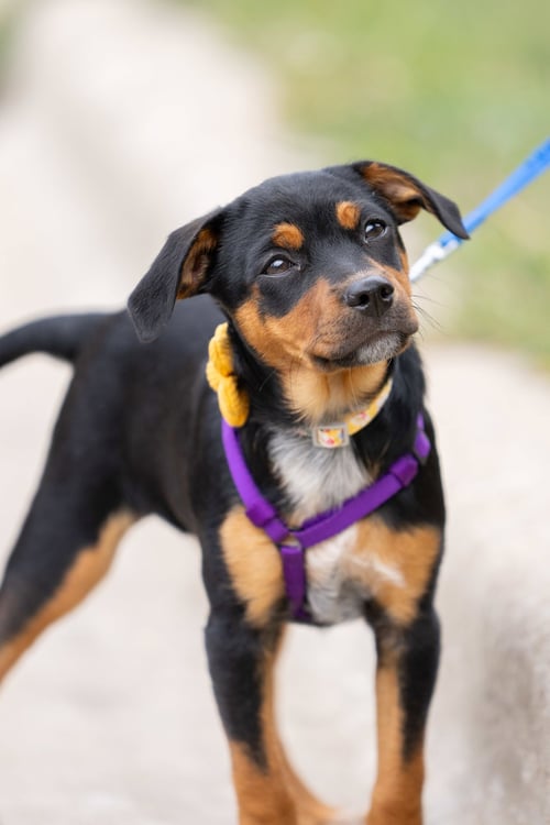 MADISON - Australian Cattle Dog/Blue Heeler available for adoption