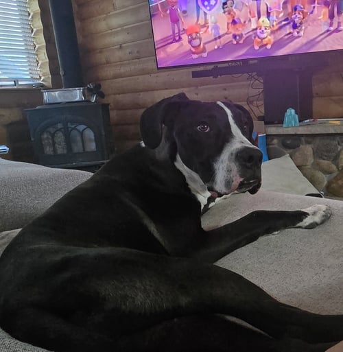 LIAM - Great Dane for adoption in Thornton