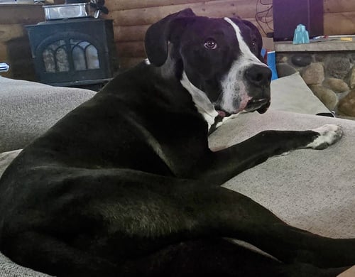 LIAM - Boxer / Pit Bull Terrier available for adoption