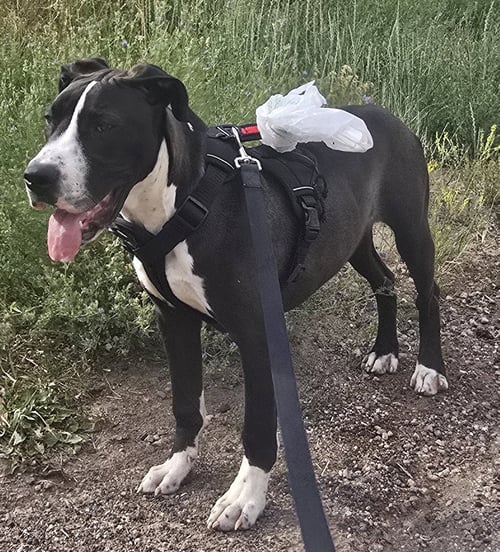 LIAM - Boxer / Pit Bull Terrier available for adoption
