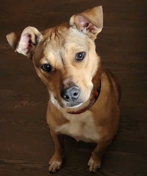 LIZZIE - Red Heeler / Pit Bull Terrier available for adoption