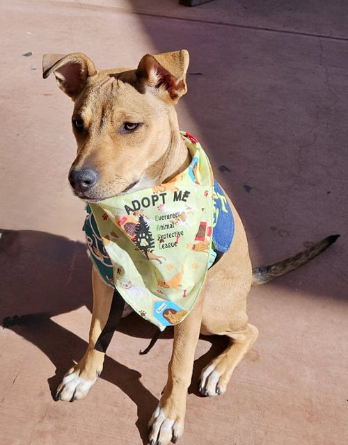 LIZZIE - Red Heeler / Pit Bull Terrier available for adoption