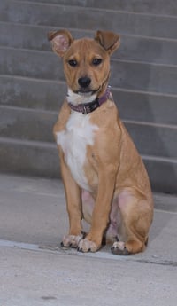 Lizzie - Photo 12