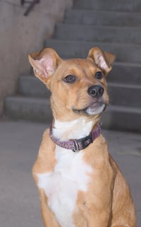 Lizzie - Photo 4