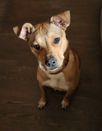 Lizzie - Photo 5