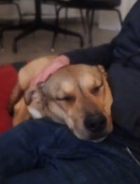 Lizzie - Photo 7