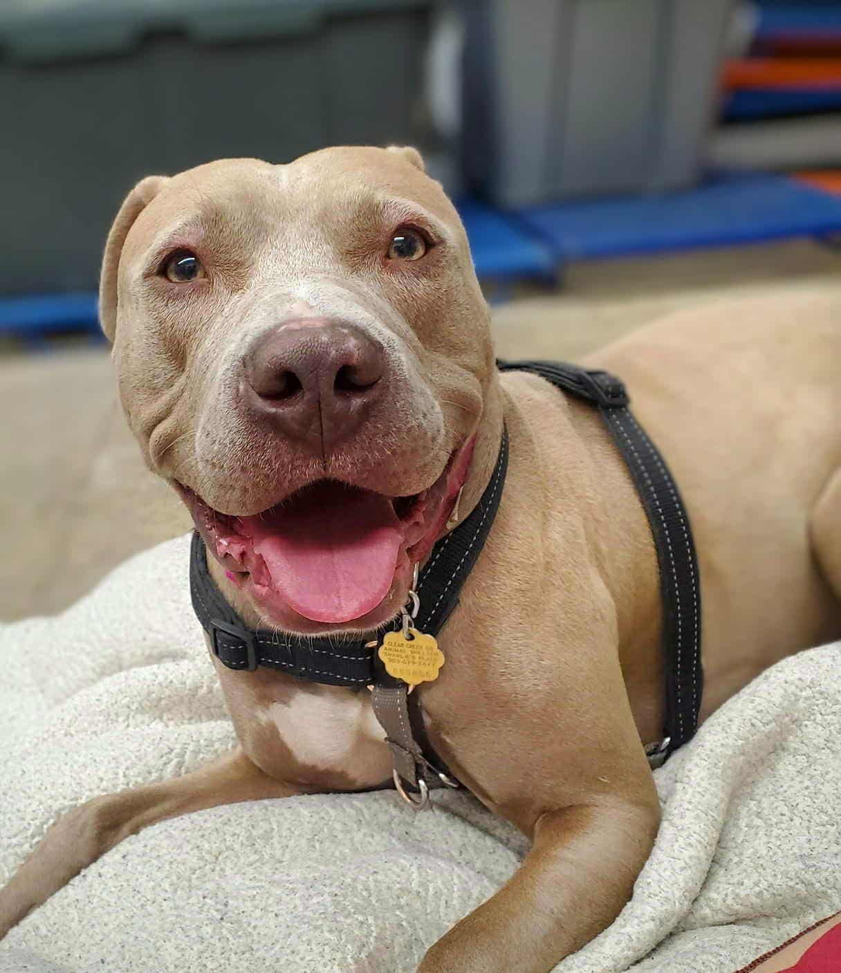 MARCIE COURTESY LISTING - Pit Bull Terrier available for adoption