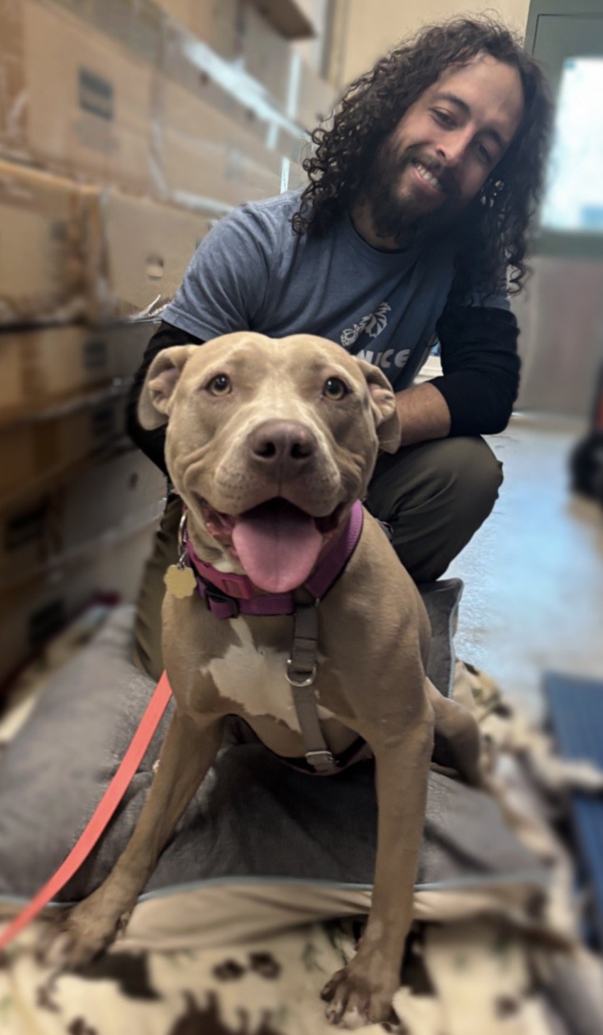 MARCIE COURTESY LISTING - Pit Bull Terrier available for adoption