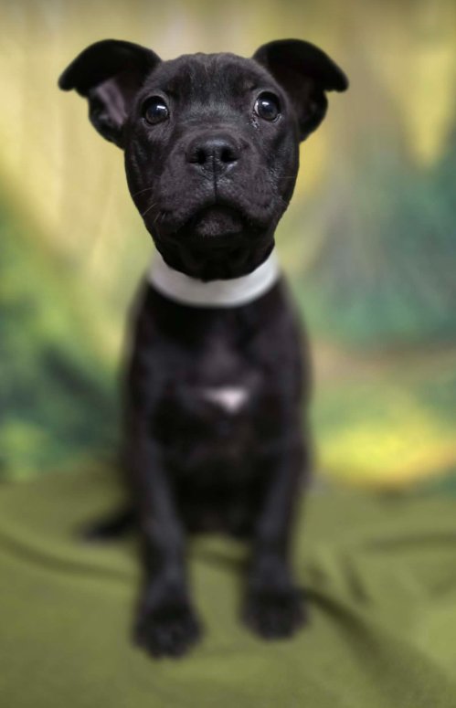 BLONDIE - Pit Bull Terrier / Labrador Retriever available for adoption