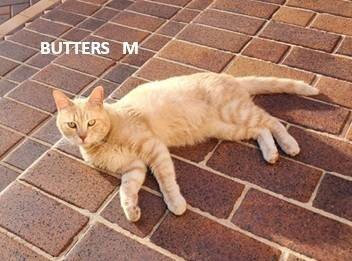 BUTTERS