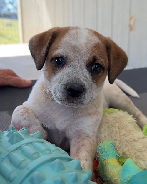 SAMANTHA - Australian Cattle Dog/Blue Heeler available for adoption