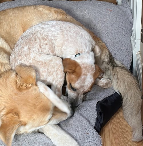 SAMANTHA - Australian Cattle Dog/Blue Heeler available for adoption