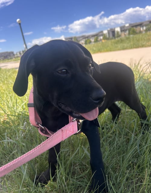 ETTA MAE - Labrador Retriever available for adoption